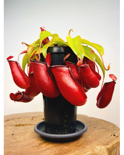 Pianta tropicale "Bloody Mary" - grande | ø 12 cm x ↕ 25 cm