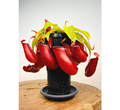 Tropische Kannenpflanze "Bloody Mary" - groß | ø 12 cm x ↕ 25 cm