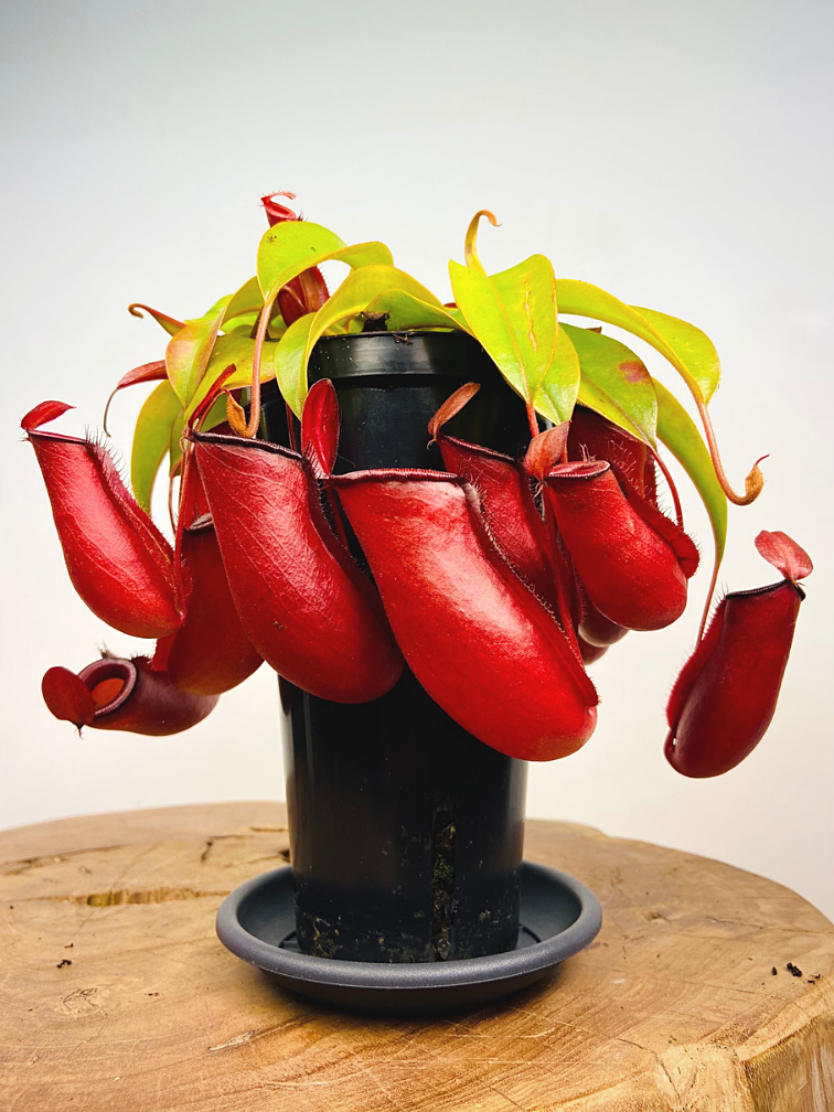 Tropical pitcher plant "Bloody Mary" - large | ø 12 cm x ↕ 25 cm