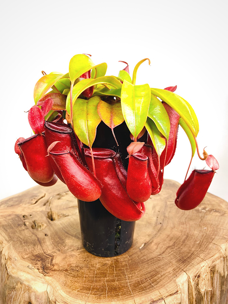 Tropical pitcher plant "Bloody Mary" - large | ø 12 cm x ↕ 25 cm