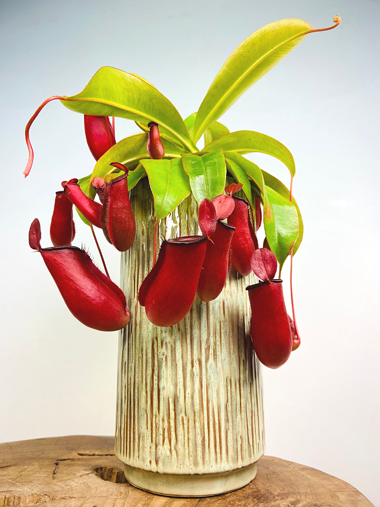 Pianta tropicale "Bloody Mary" - grande | ø 12 cm x ↕ 25 cm