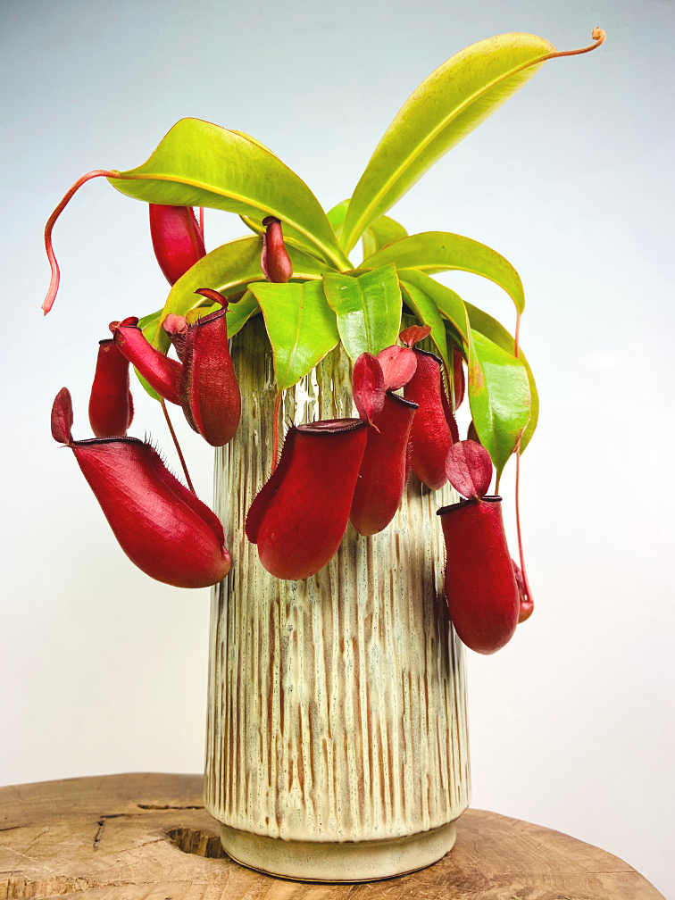 Tropical pitcher plant "Bloody Mary" - large | ø 12 cm x ↕ 15 cm
