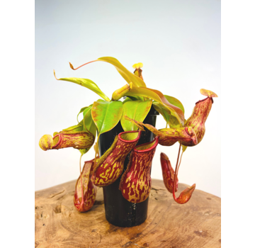 Tropical Pitcher plant "Gaya" - large | ø 12 cm x ↕ 25 cm