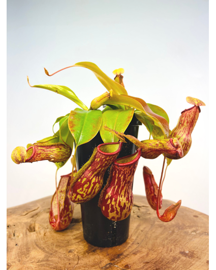 Tropical Pitcher plant "Gaya" - large | ø 12 cm x ↕ 25 cm