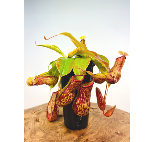 Tropische Kannenpflanze "Gaya" - groß | ø 12 cm x ↕ 25 cm