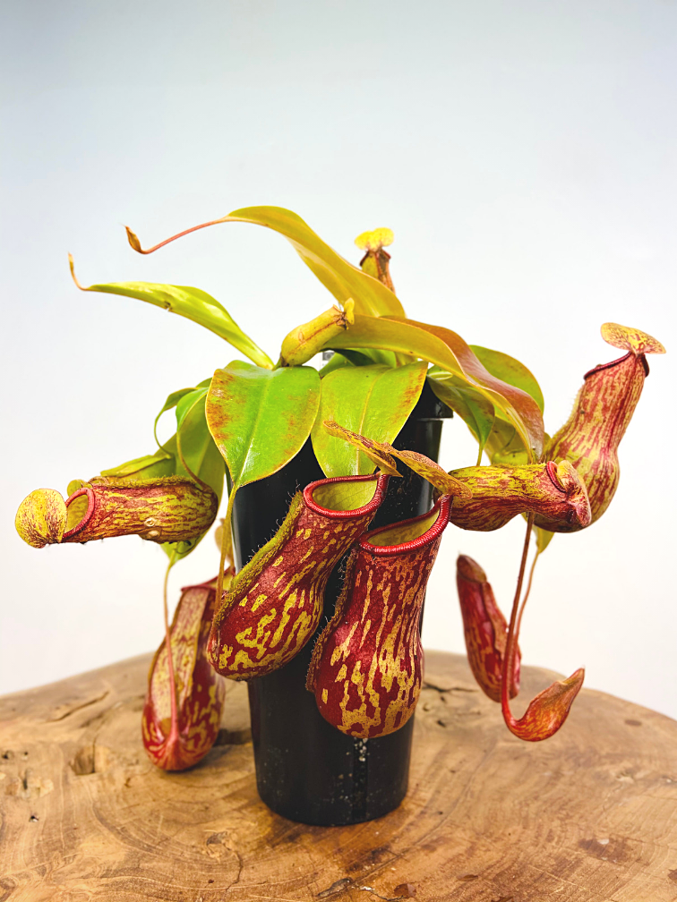 Tropical Pitcher plant "Gaya" - large | ø 12 cm x ↕ 25 cm