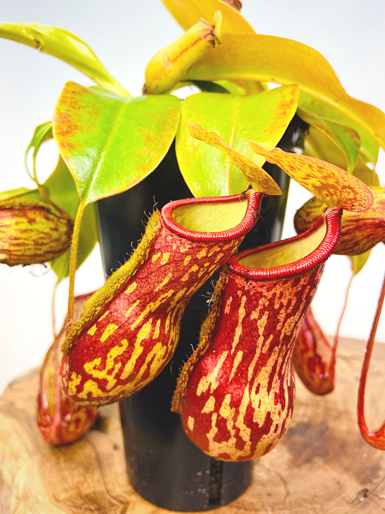 Tropical Pitcher plant "Gaya" - large | ø 12 cm x ↕ 25 cm