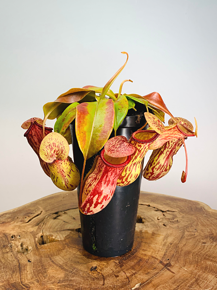 Tropical Pitcher plant "Gaya" - large | ø 12 cm x ↕ 25 cm