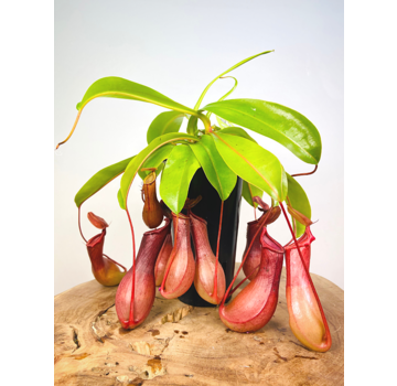 Tropical Pitcher Plant "Alata" - large | ø 12 cm x ↕ 25 cm