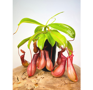 Tropical Pitcher Plant 'Alata' - large