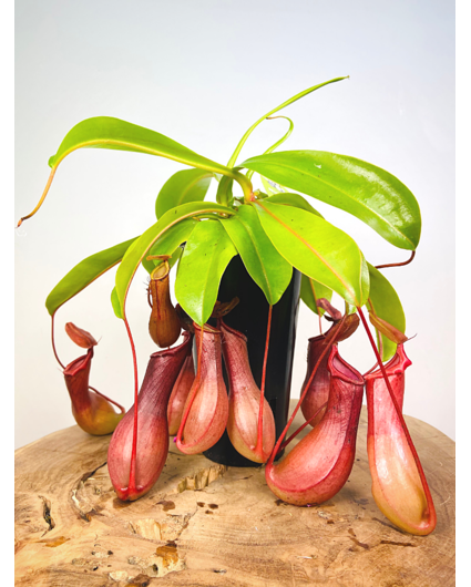 Tropical Pitcher Plant "Alata" - large | ø 12 cm x ↕ 25 cm