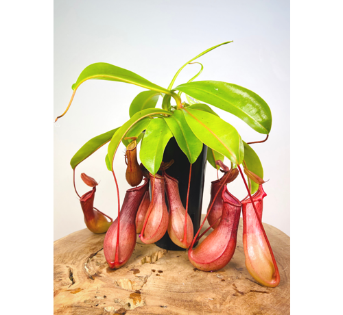 Tropical Pitcher Plant "Alata" - large | ø 12 cm x ↕ 25 cm