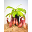 Nepenthes "Alata" - stor | ø 12 cm x ↕ 15 cm