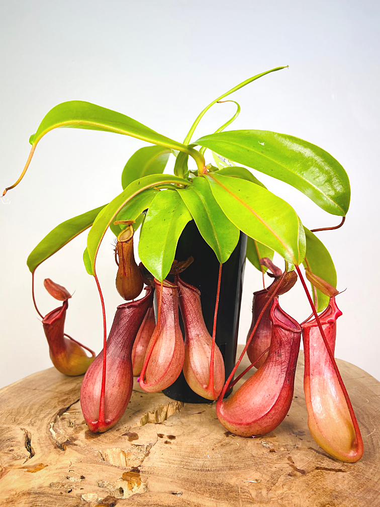 EXOTENHERZ - ROTBLÄTTRIGE Kannenpflanze - Nepenthes - 9cm EUR 6,99