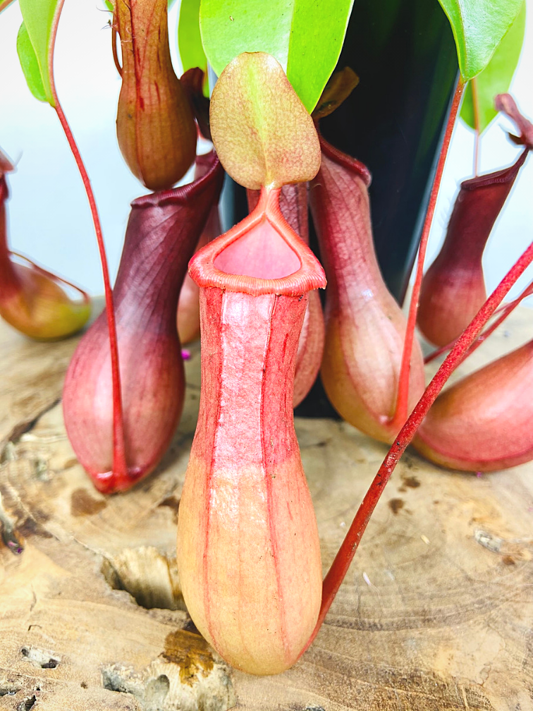 Tropical Pitcher Plant "Alata" - large | ø 12 cm x ↕ 25 cm