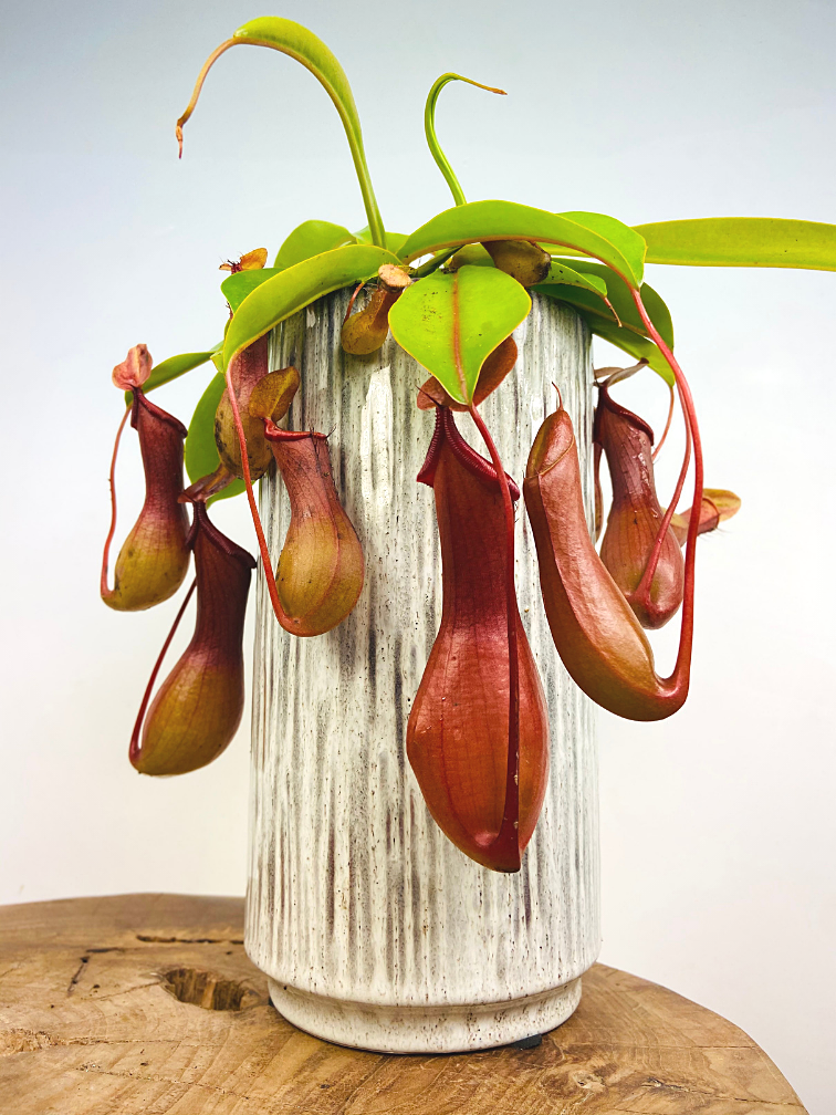Tropische Kannenpflanze "Alata" - groß | ø 12 cm x ↕ 25 cm