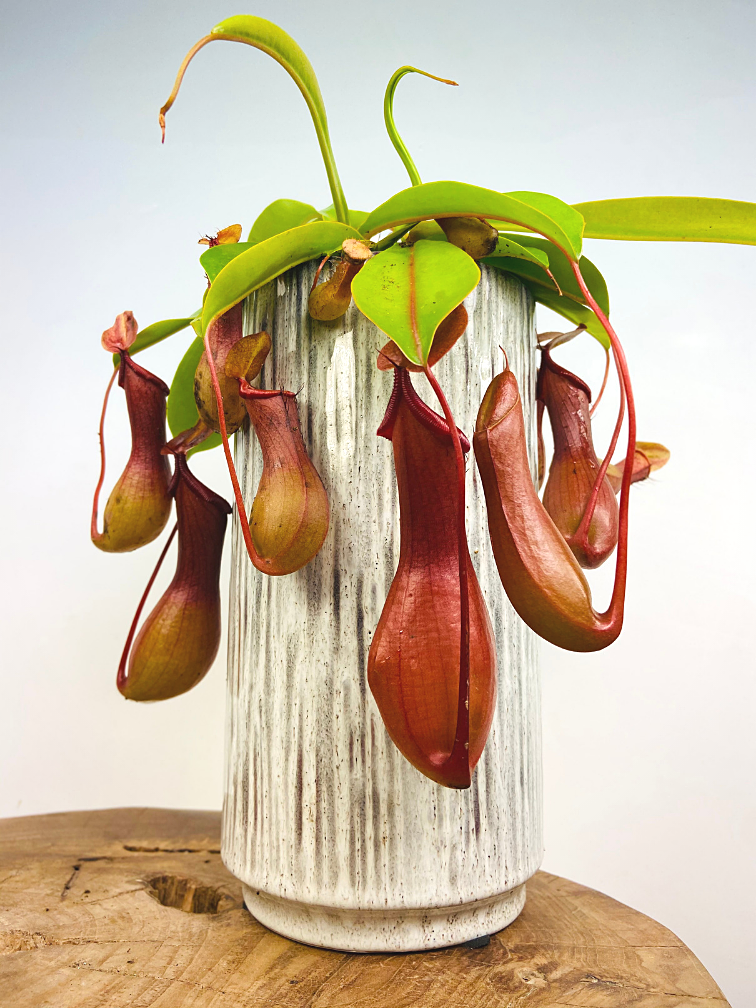 EXOTENHERZ - ROTBLÄTTRIGE Kannenpflanze - Nepenthes - 9cm EUR 6,99