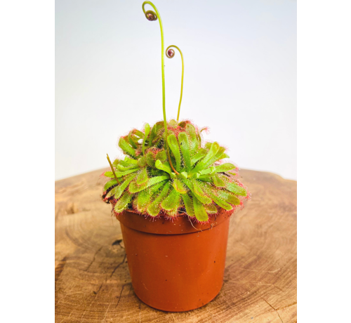 Sundew "Aliciae" | ø 8,5 cm x ↕ 10 cm