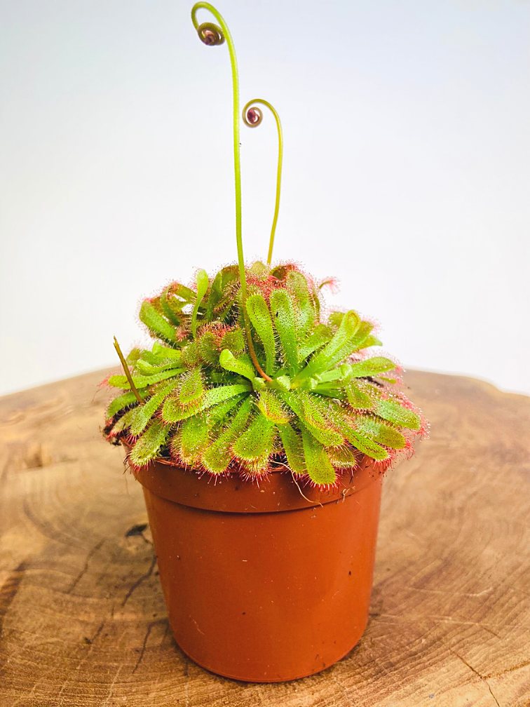 Drosera "Aliciae" | ø 8,5 cm x ↕ 10 cm