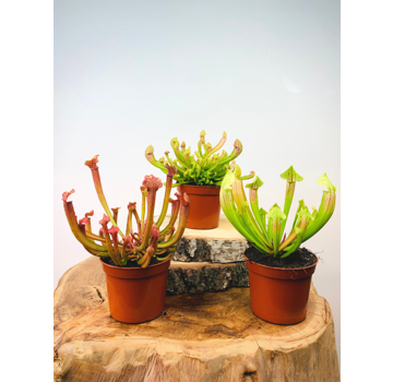 Trumpet pitcher plant mix - three pieces