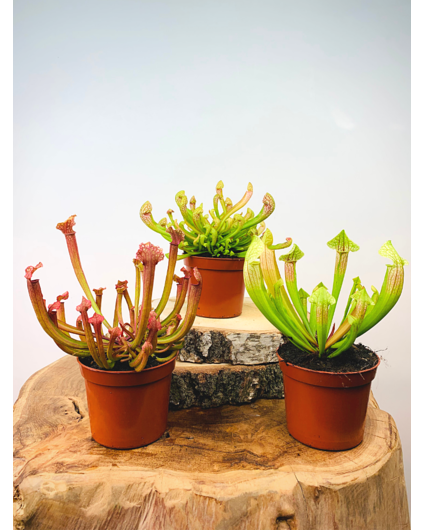 Trumpet pitcher plant mix - three pieces