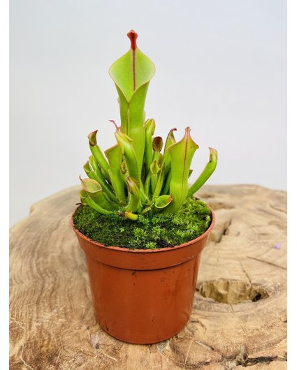 Sun Pitcher Plant | ø 8,5 cm x ↕ 15 cm