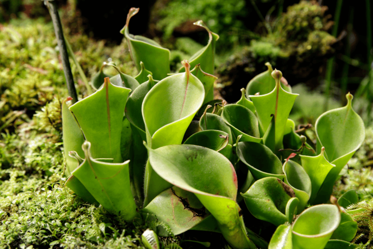 Heliamphora Heterodoxa  x minor (Sumpfkrug) | ø 8,5 cm x ↕ 10 cm