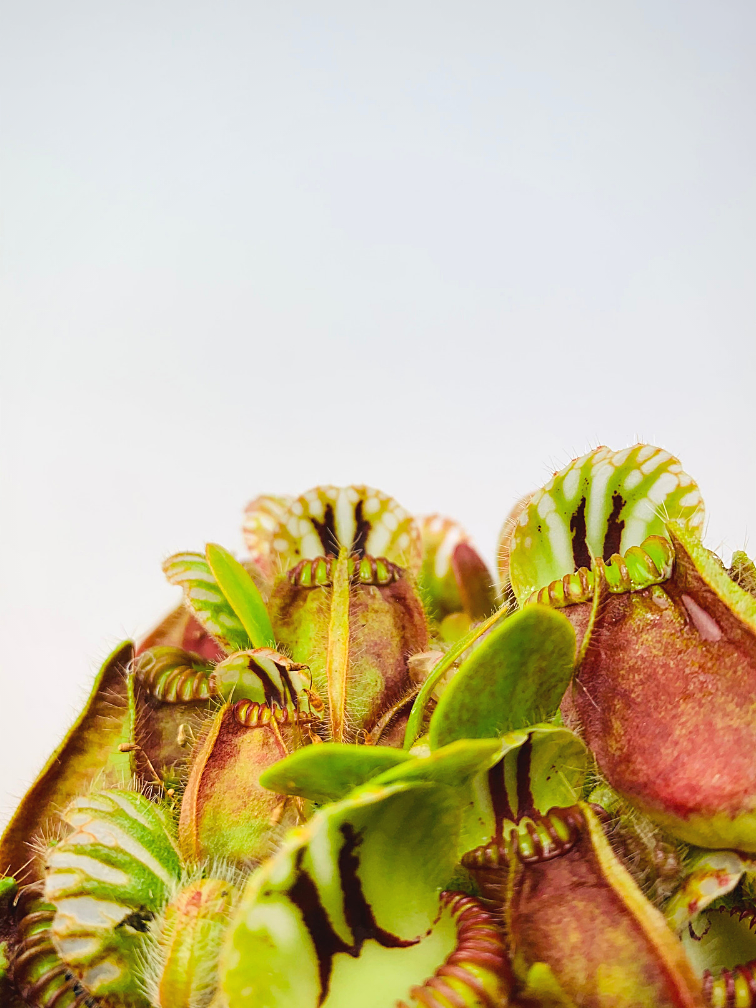 Cephalotus Follicularis - grande |  ø 12 cm x ↕ 20 cm