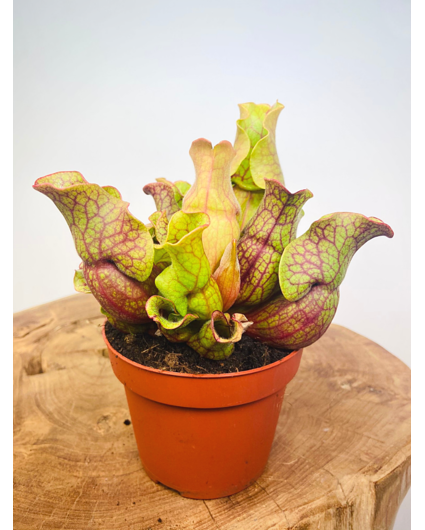 Trumpet pitcher plant "Venosa" - large | ø 12 cm x ↕ 30 cm
