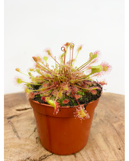 Solros (Drosera rotundifolia)