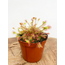 Drosera "Rotundifolia" | ø 8,5 cm x ↕ 10 cm