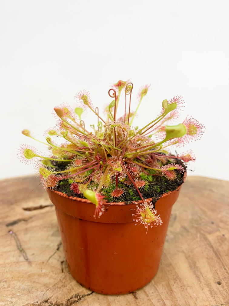 Drosera (Sundew) "Rotundifolia" | ø 8,5 cm x ↕ 10 cm