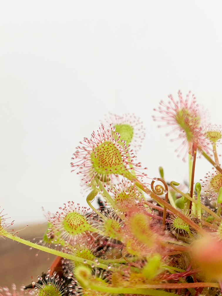 Drosera (Drosera rotundifolia)