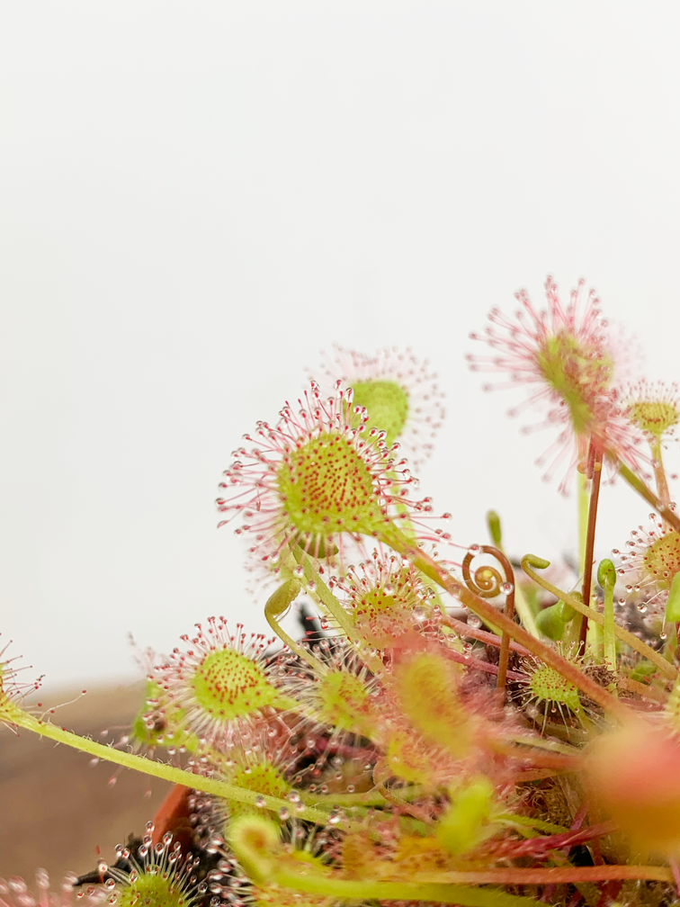 Drosera (Sundew) "Rotundifolia" | ø 8,5 cm x ↕ 10 cm