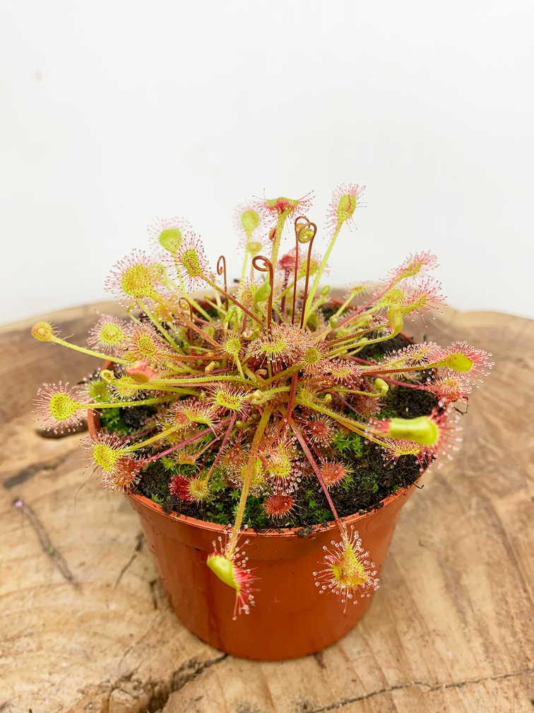 Drosera (Sundew) "Rotundifolia" | ø 8,5 cm x ↕ 10 cm