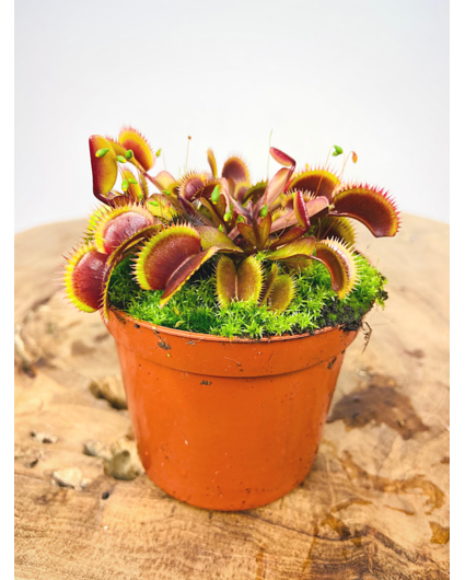 Venus Flytrap - "The Red Dragon" | 8,5cm x ↕ 10 cm