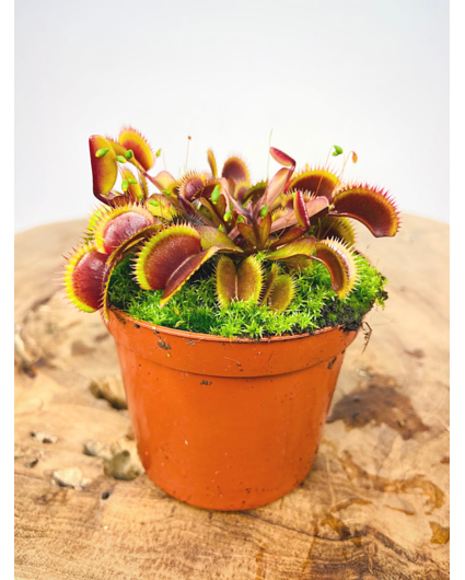 Venus Flytrap 'The Red Dragon'