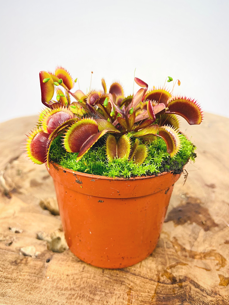 Dionaea Muscipula () Dionaea Muscipula