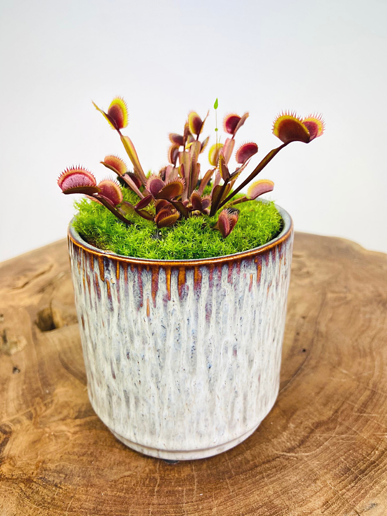 Dionaea Muscipula (Venusflugfälla) - "The Red Dragon" | 8,5cm x ↕ 5 cm