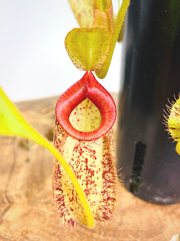 Sarracénie pourpre Tropicale 'Hookeriana' - grande