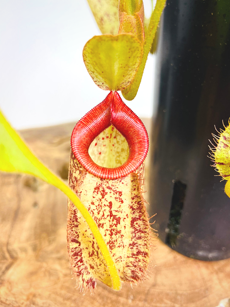 Tropical pitcher plant 'Hookeriana' - large