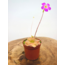 Pinguicula "Weser" | ø 8,5 cm x ↕ 25 cm