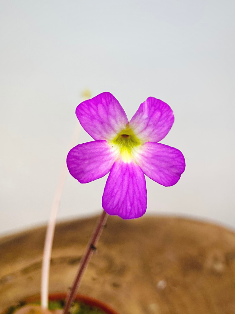 Pinguicula "Weser" | ø 8,5 cm x ↕ 25 cm