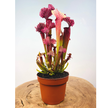 Trumpet pitcher plant 'Judith' - large