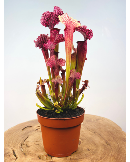 Trumpet pitcher plant "Judith" - large | ø 12 cm x ↕ 30 cm