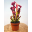 Sarracenia "Judith" - grande | ø 12 cm x ↕ 20-25 cm
