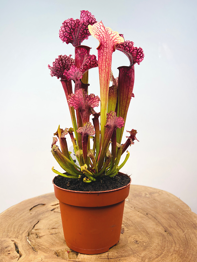 Trumpet pitcher plant "Judith" - large | ø 12 cm x ↕ 30 cm