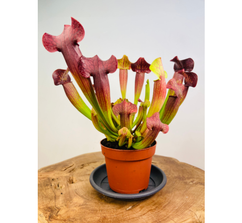 Trumpet pitcher plant 'Tess' - large