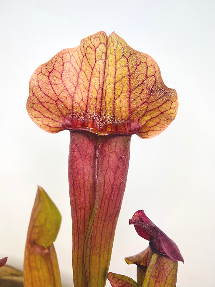 Trumpet pitcher plant "Tess" - large | ø 12 cm x ↕ 30 cm