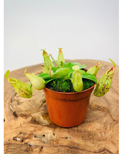 Tropical pitcher plant "Hookeriana" | ø 8,5 cm x ↕ 10 cm